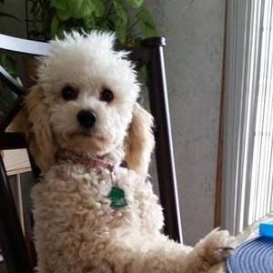 Meet your Posher, Patty